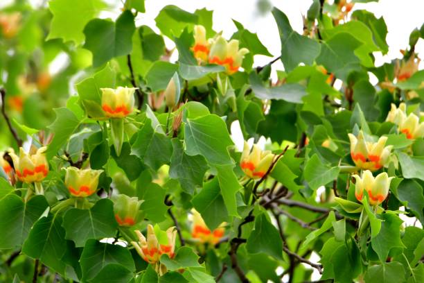 istock Tulip Tree / Liriodendron tulipifera Flowers 1158230139