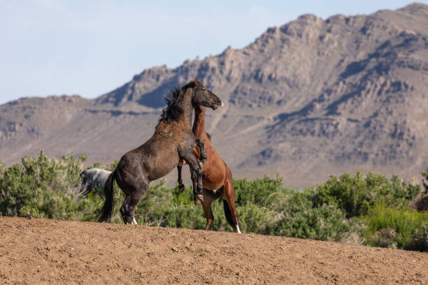 istock Wild Horse Stallions Fighting 1158230405