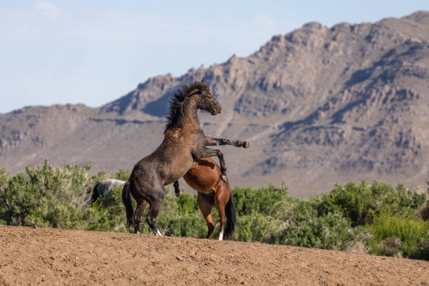 istock Wild Horse Stallions Fighting 1158230516