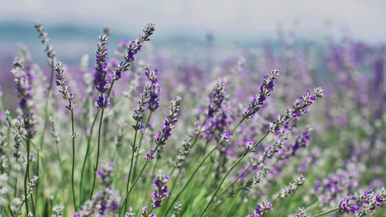 Fresh lavender flowers wiggling in wind on field