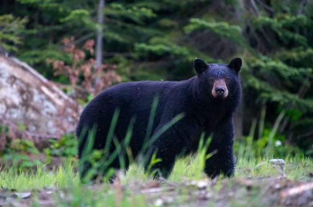Black bear looking at us