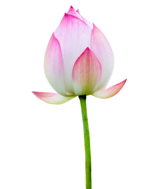 Pink lotus flower isolated on white background. File contains with clipping path. stock photo