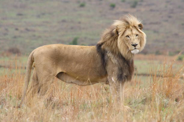 istock Large black mane male lion standing on the savannah 1158233207