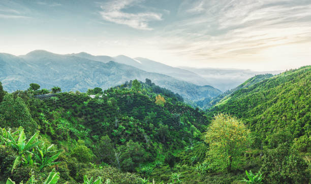 blue mountains in jamaica - tropical rainforest jamaica tropical climate rainforest imagens e fotografias de stock