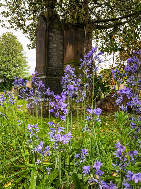 istock Bluebell Flowers in Graveyard, Inverness 1158233376