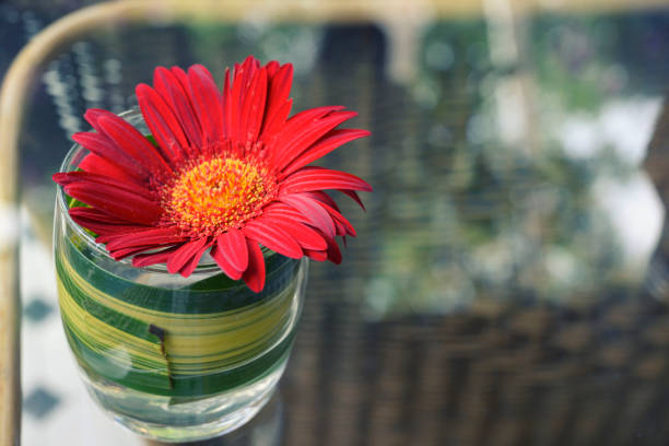 Red flower in glass cup decoration on glass table with reflections from trees