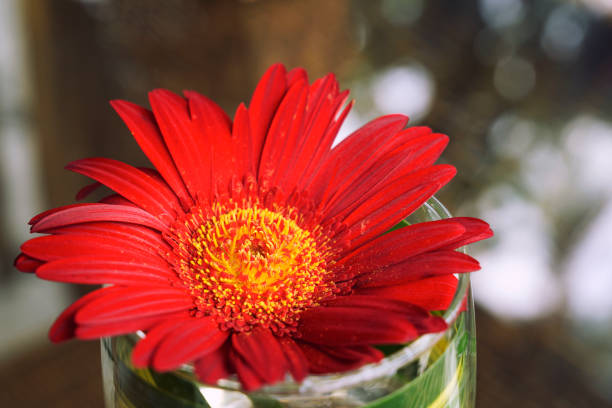 Beautiful colorful Red Barberton daisy flowers (Gerbera jamesonii) in the garden.