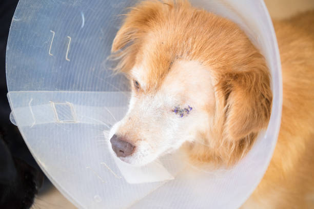 istock One eyed stray dog . Animal abuse 1158234527