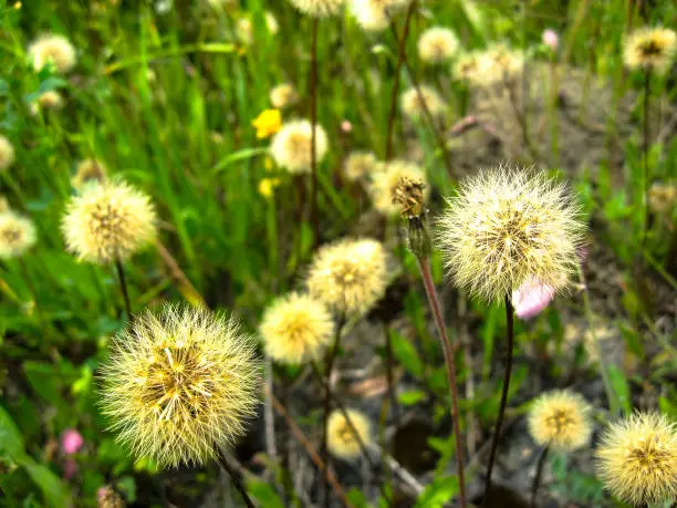 Awesome beautiful seedhead of Taraxacum (dandelion) in sunlight on the background of green grass