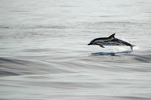 young newborn baby happy striped dolphin jumpin at sunset