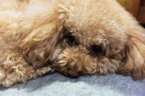 istock Cute little teddy dog 1158237550