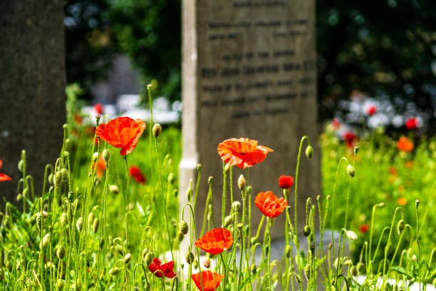 Poppy in an old, abandoned cemetery. Gravestones can be seen in the background. Cemetery in Dublin.