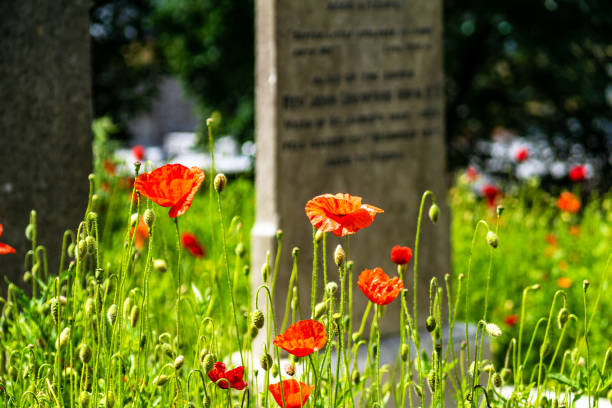 Flowers and tombstone Poppy in an old, abandoned cemetery. Gravestones can be seen in the background. Cemetery in Dublin. corn poppy photos stock pictures, royalty-free photos & images