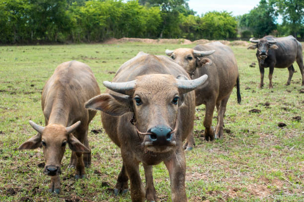 istock Thailand buffaloes in rice field 1158239248