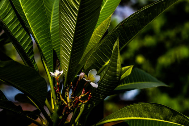 istock Common Frangipani. Frangipani 1158239284