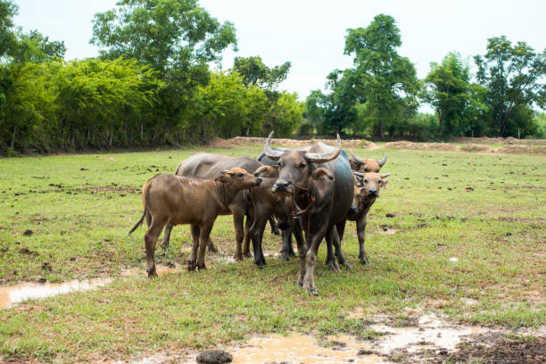 istock Thailand buffaloes in rice field 1158239317