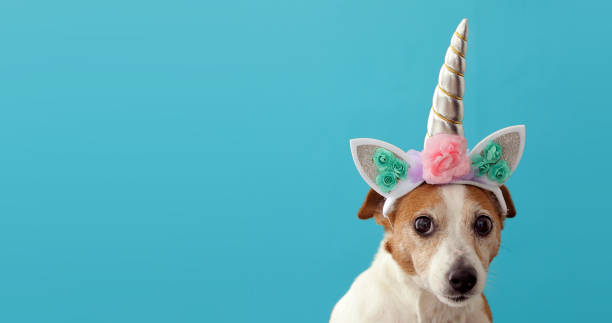 istock Funny unicorn little white dog on blue background 1158239344
