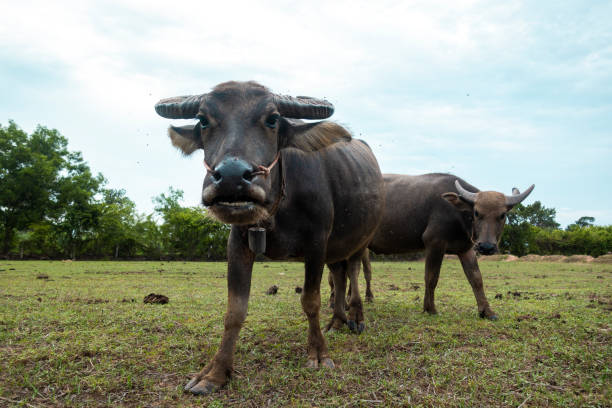 istock Thailand buffaloes in rice field 1158239363