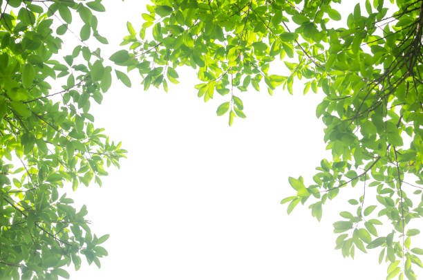 istock green leaves isolated white background with clipping path. nature frame for decoration design. 1158242960