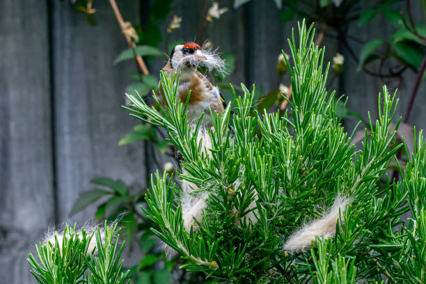 la fauna selvatica urbana come cardellino (carduelis carduelis) uccello selvatico raccoglie la muta di pelliccia di gatto scartata da un cespuglio di rosmarino - american goldfinch gold finch bird branch foto e immagini stock