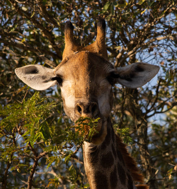 cara de jirafa mirando hacia adelante - 3498 fotografías e imágenes de stock