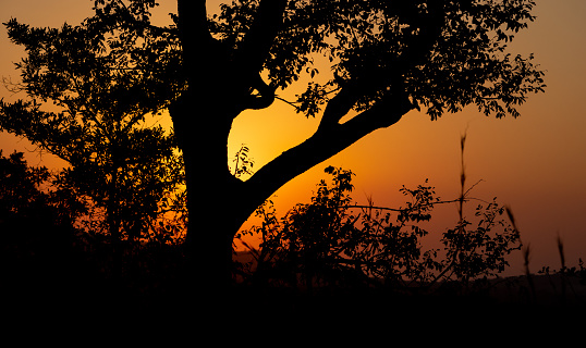 Sunset/sunrise behind a tree in silhouette with orange/yellow sky in Kruger