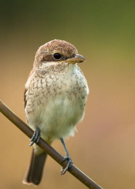 istock Young Red-backed Shrike (Lanius collurio) on the branch 1158244628