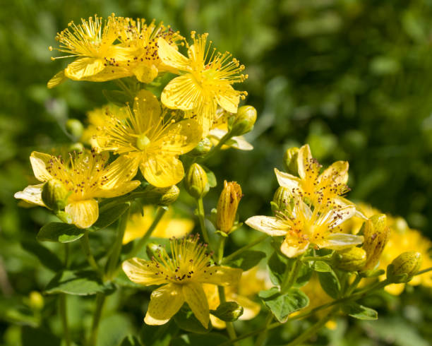 St John's wort (Hypericum perforatum) flowers