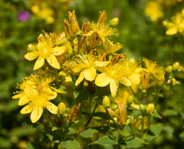 istock St John's wort (Hypericum perforatum) flowers 1158246318