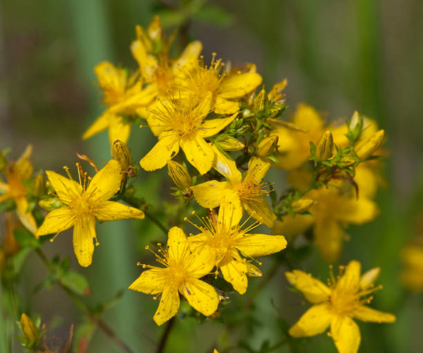 istock St John's wort (Hypericum perforatum) flowers 1158246335