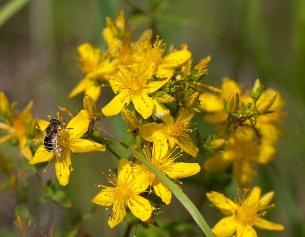 St John's wort (Hypericum perforatum) flowers
