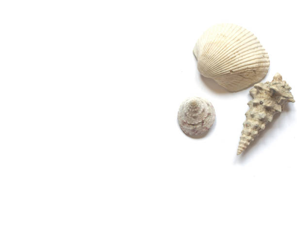 istock Various sea shells isolated on white background with place for text 1158246518