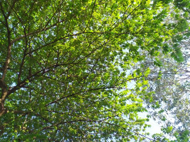 istock green leaves and blue sky 1158246563