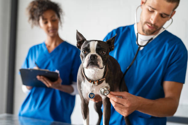 Vet examining dog Man vet examining boston terrier with stethoscope in clinic. Veterinarian doctor making checkup of a dog. Young man vet examining dog by stethoscope at pet clinic while nurse making notes in background. animal hospital stock pictures, royalty-free photos & images