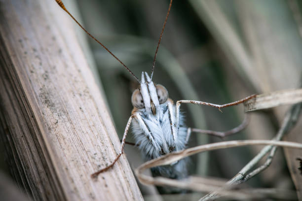 Painted lady, Butterfly hides among the dry reeds, Lepidoptera, Nymphalidae, Nymphalinae, Nymphalini, Vanessa