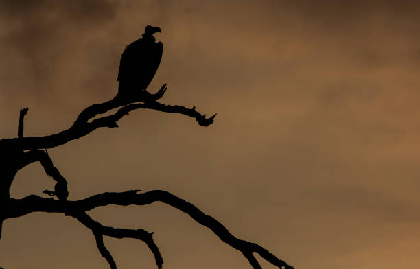 istock Silhouette close up of vulture perched on a bare tree branch 1158246988