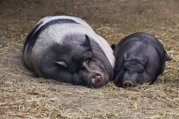 rural pig raising