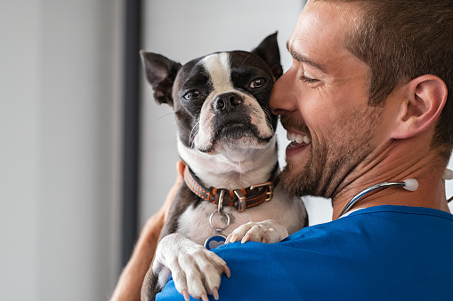 Smiling man vet in blue uniform cuddling boston terrier breed dog. Young doctor carrying and playing with little dog after treatment. Closeup face of puppy while doctor embrace and take care of it.