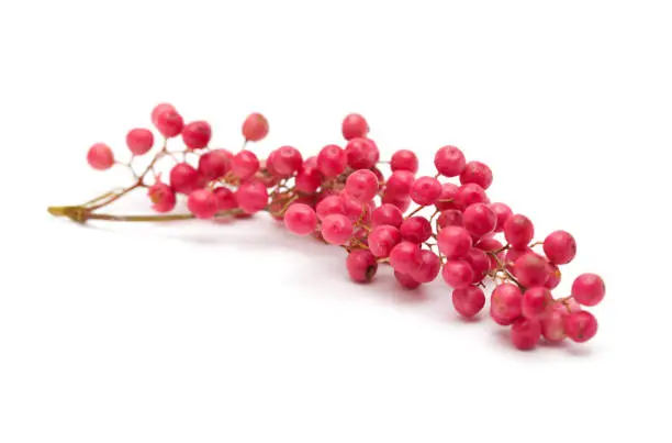 cluster of pink peppercorns, fruit of Peruvian pepper tree Schinus molle isolated on white