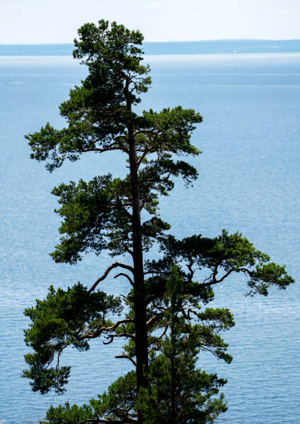 istock Omberg at the lake Vattern 1158249010
