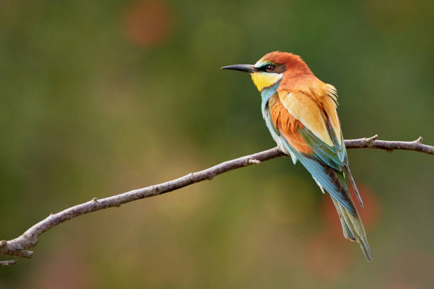 istock Beautiful bee-eater on a branch in nature / Merops Apiaster 1158249883