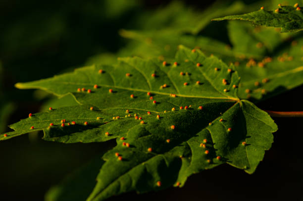 Gall mites on maple tree Gall mites on maple tree leaf. Morning light. gall mite stock pictures, royalty-free photos & images