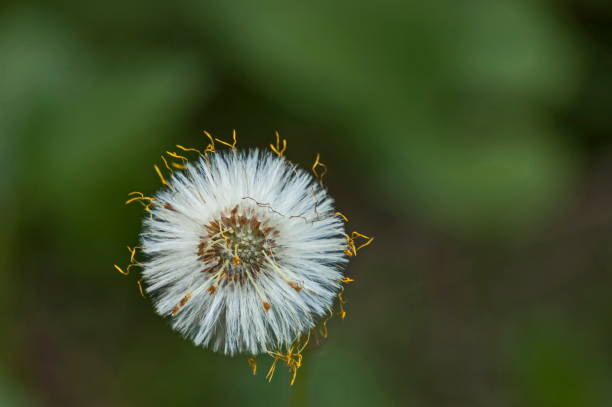 istock Dandelion in springtime at Plana 1158250912