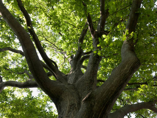 istock Big old tree with green leaves and thick branches. 1158251691