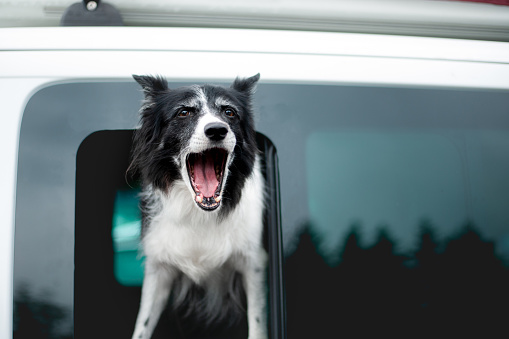 Dog Barking from Car Window. Old Black and White Border Collie Looking out of the Window.