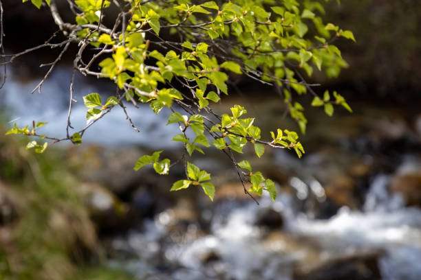 Silver birch leaves by the mountain stream
