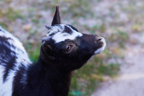 white goat isolated on white background