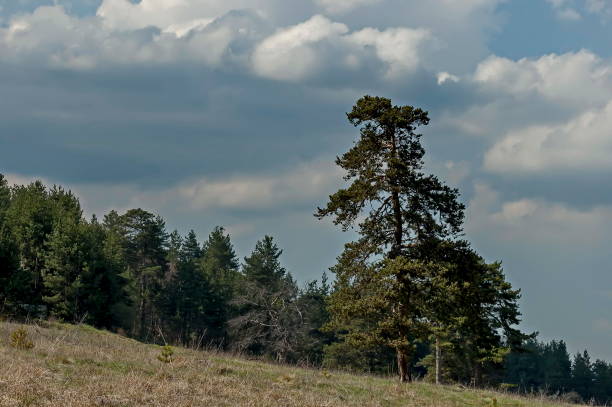 istock Landscape of Plana mountain 1158254855