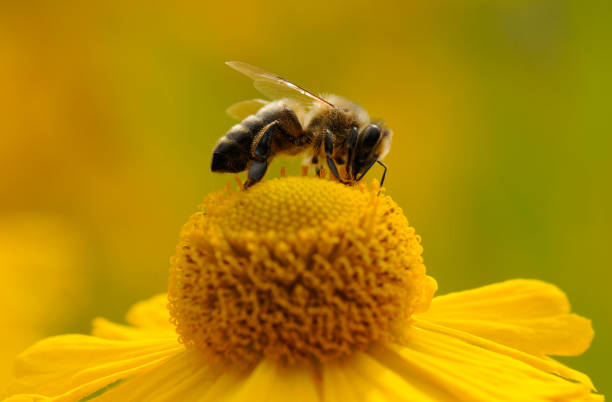 pżądy na żółtym kwiatku - bee honey bee single flower honey zdjęcia i obrazy z banku zdjęć