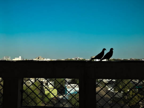 Pigeon in apartment balcony